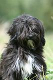 TERRIER DU TIBET 363